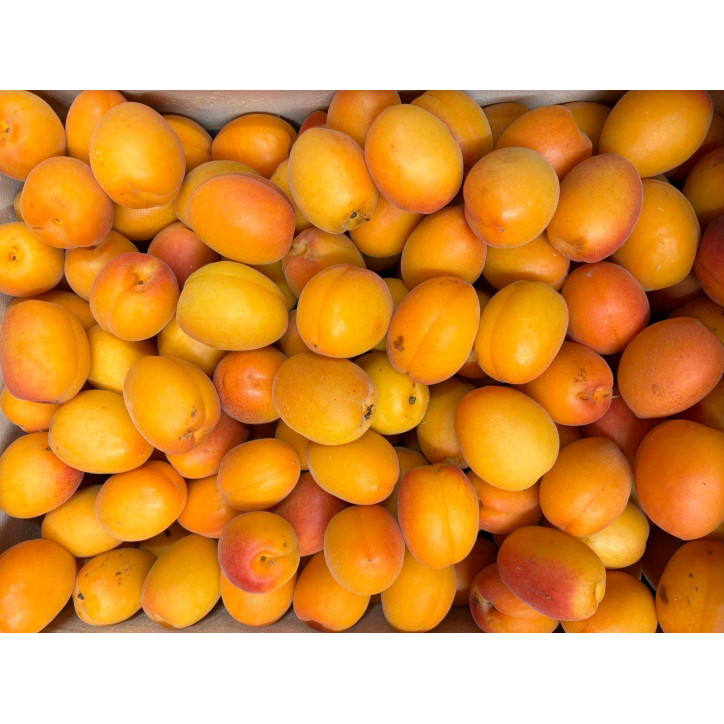 ABRICOTS LIBO CAT2  AU KG 
