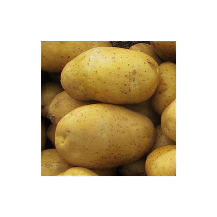 POMME DE TERRE AGATA AU KG