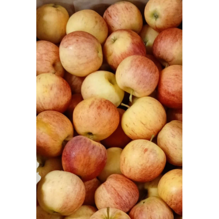 POMMES GALA AU KG