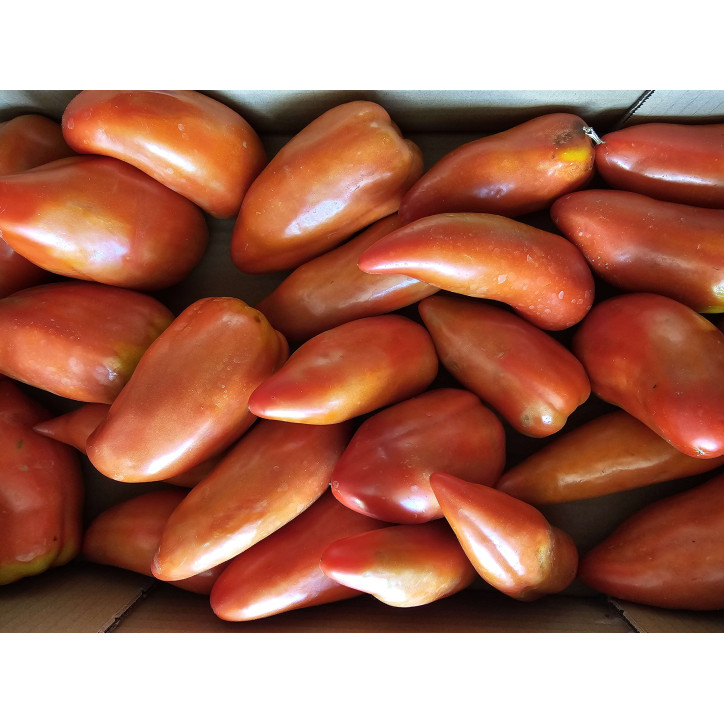 TOMATE CORNU AU KG